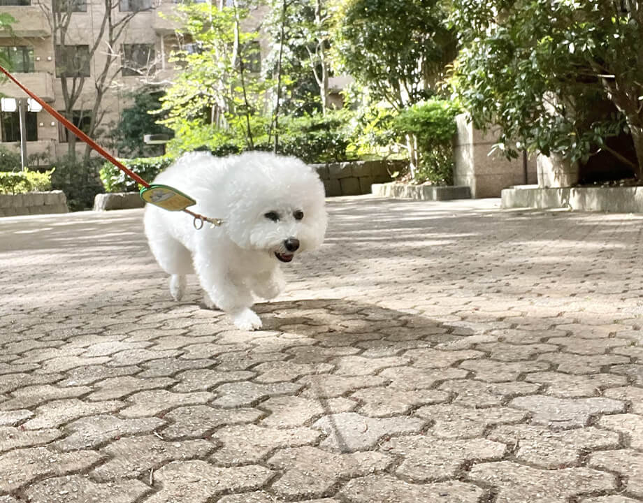 ペットシッターサービス